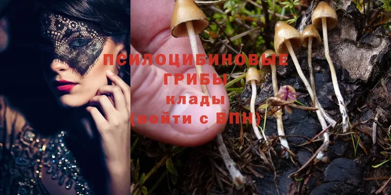 Псилоцибиновые грибы Psilocybe  Октябрьский 